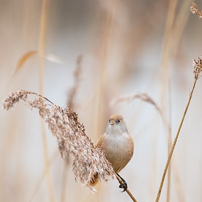 d850_20220123_7484_400x400